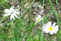 Bellis perennis