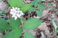 Rubus caesius