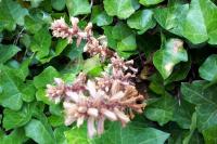 Orobanche hederae