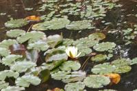 Nymphaea alba