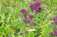 Origanum vulgare