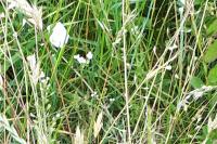 Capsella bursa-pastoris