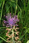 Muscari comosum