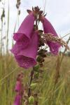 Digitalis purpurea