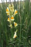 Linaria vulgaris