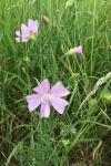 Malva moschata