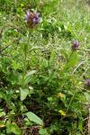 Prunella vulgaris