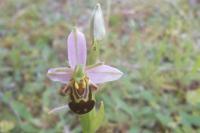 Ophrys apifera