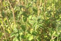 Mentha arvensis