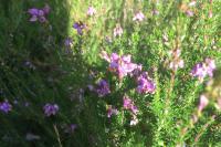 Erica cinerea