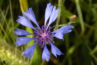Cyanus segetum