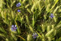 Cyanus segetum
