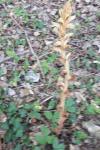 Orobanche hederae