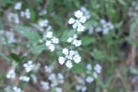 Torilis arvensis
