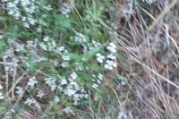 Torilis arvensis