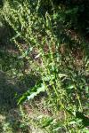 Rumex crispus