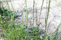 Lolium perenne