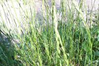 Lolium perenne