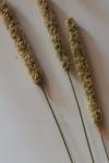 Alopecurus pratensis
