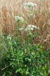 Heracleum sphondylium