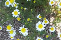 Matricaria chamomilla