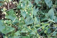 Bryonia dioica