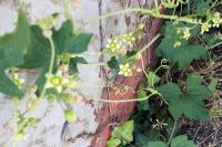 Bryonia dioica
