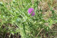 Cirsium vulgare