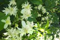 Clematis vitalba