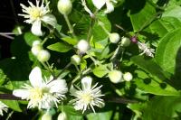 Clematis vitalba
