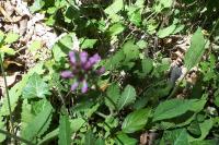 Clinopodium vulgare