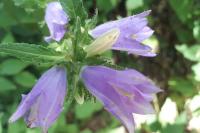 Campanula trachelium
