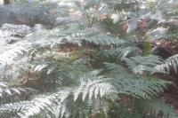 Pteridium aquilinum