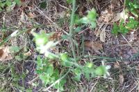 Silene baccifera
