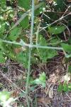 Silene baccifera