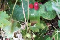Bryonia dioica