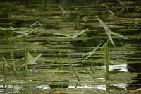 Sagittaria sagittifolia