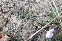 Baldellia ranunculoides
