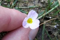 Baldellia ranunculoides