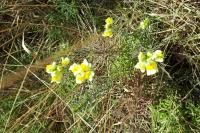 Linaria vulgaris