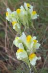Linaria vulgaris