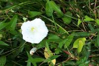 Convolvulus sepium