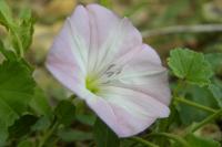 Convolvulus arvensis