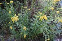 Solidago gigantea