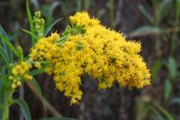 Solidago gigantea