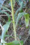 Solidago gigantea