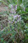 Thymus pulegioides