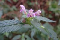 Galeopsis tetrahit