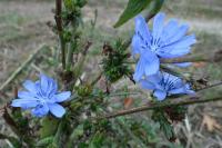 Cichorium intybus