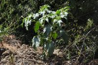 Datura stramonium